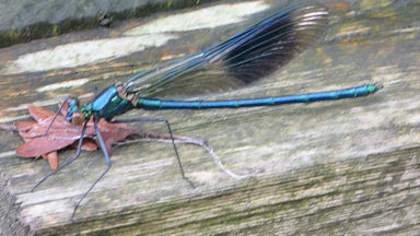insect